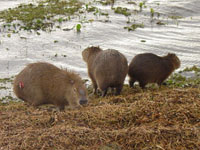 Brazil Capybaras